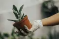 How Many Trees Should You Plant To Offset Your Carbon Footprint? How Many Trees Should You Plant To Offset Your Carbon Footprint?
